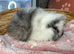 Swiss baby boy guinea pig