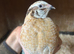 Quail