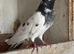 Pakistani High flyers pigeons
