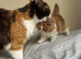 GCCF Active British Shorthair Queens