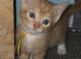 Ginger kittens