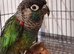 Pearly conure, pair or pet