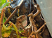 Cuban False Chameleon with Exo Terra Pro Paludarium - Medium/X-Tall 60 x 45 x 90cm