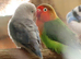 Bonded Pair of Fischers Lovebirds