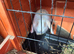 Baby rabbits for sale