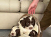 Ftch KC reg springer spaniel pups