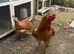 Mixed hatching eggs