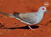 Diamond doves for sale