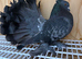 Indian Fantail