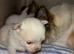 Merle Chihuahua puppies