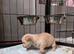 Beautiful Smooth Coat Chihuahua Puppies Ready for Loving Homes