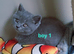 British shorthair kittens