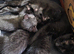 Playful Mixed Breed Kittens Ready Now