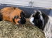2 MALE GUINEA PIGS