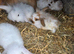 Dwarf lop earxbaby rabbits