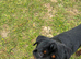 Short n stocky male 1 year old Rottweiler