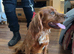 Cocker spaniel looking for forever home..