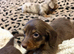 Long hair mini dachshunds