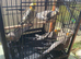 Cockatiels x 5- 12 weeks old.