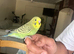Lovely tame baby budgie black wings