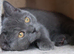 Female registered kittens