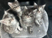 Maine Coon Kittens due to time wasters
