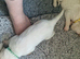 Ready to leave labrador puppies 1 girls 3boys