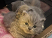 British blue short haired kittens ready 4/10/26