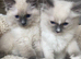 Ragdoll kittens