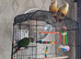 Male cheeked conure 2 year old talks