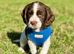 Gorgeous Sprocker Spaniel pups