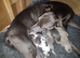 1 gorgeous whippet pup left