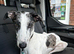 Handsome lurcher available for stud