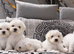 Maltese puppies