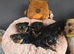 2 little cuddly loving puppies looking for their new loving home