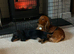 Longhaired miniature Dachund male