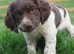 Exmoor microchipping