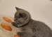 British Shorthair Blue & Lilac
