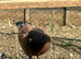 King Pigeons for Sale in Harlow