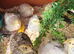 Coturnix quail chics and hatching eggs