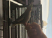Male tame