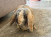 2 female rabbits