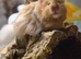 4 month old male long haired syrian hamster