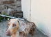Dapple dachshund stud