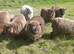Pedigree Coloured Ryland Ewes ready for new home.