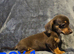 Chihuahua x dachshund