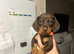 Miniture dachshund