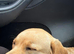 Barney 11month old lab