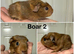 Baby guinea pigs
