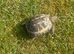 5 year old male horsfield tortoise